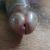 cvalover